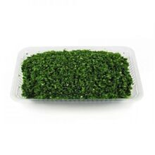 سبزی شوید پلویی فریزری