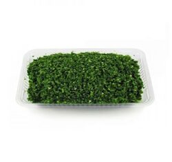 سبزی شوید پلویی فریزری