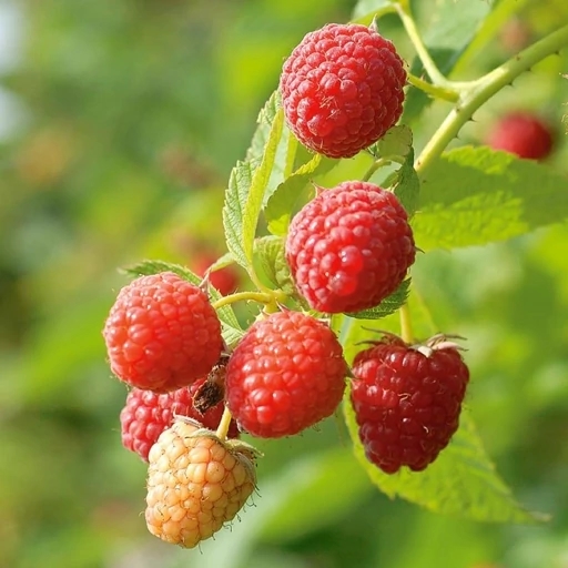 رزبری قرمز