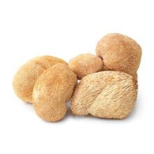 قارچ یال شیر